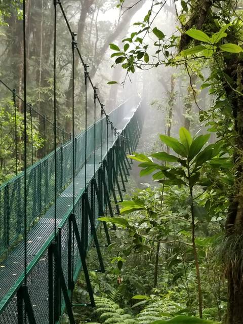 Mist-covered forest with a hanging bridge.