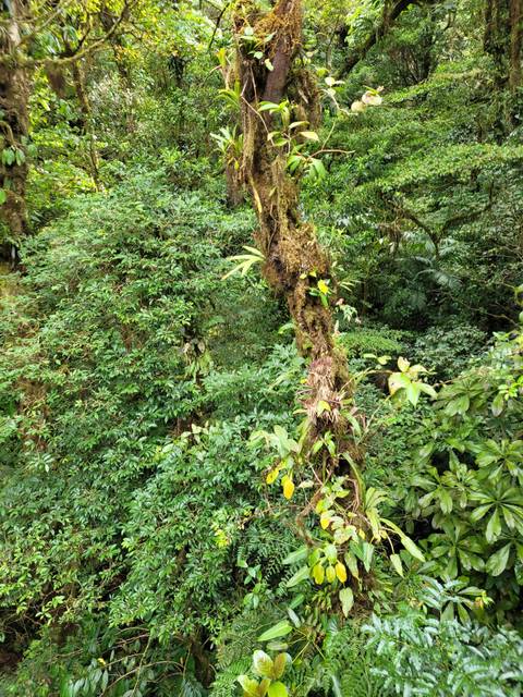 Dense green jungle vegetation.