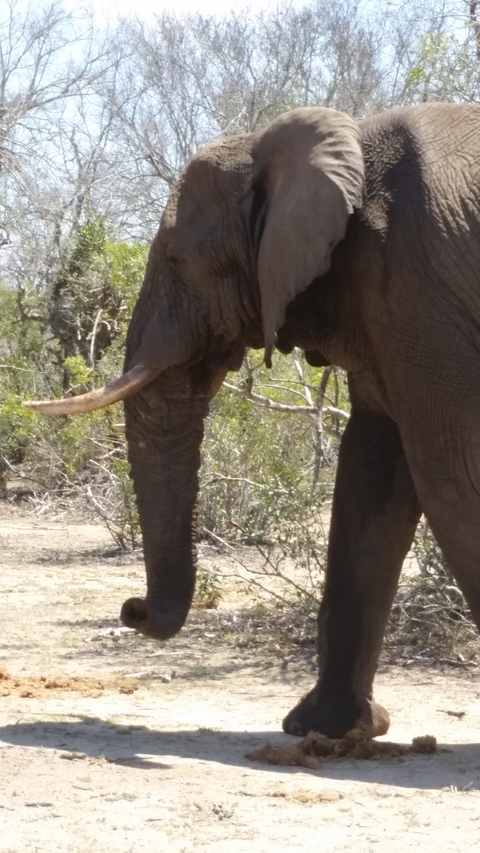 Close-up of an elephant in a natural setting.