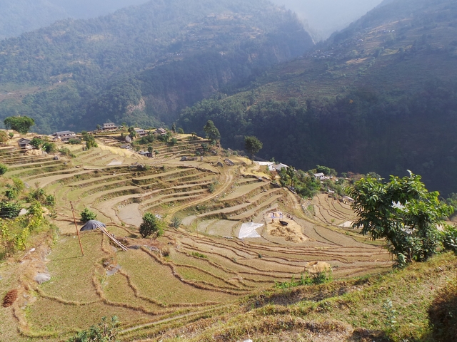       Terraced fields in a hilly landscape.
  