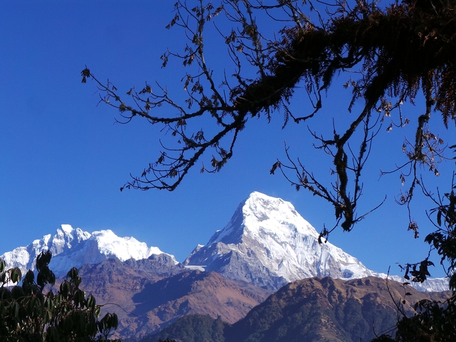       Mountain peaks viewed through tree branches.
  