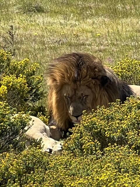 Lion resting in a field with yellow flowers