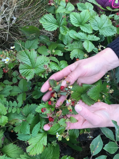 A person picking wild strawberries in a garden.