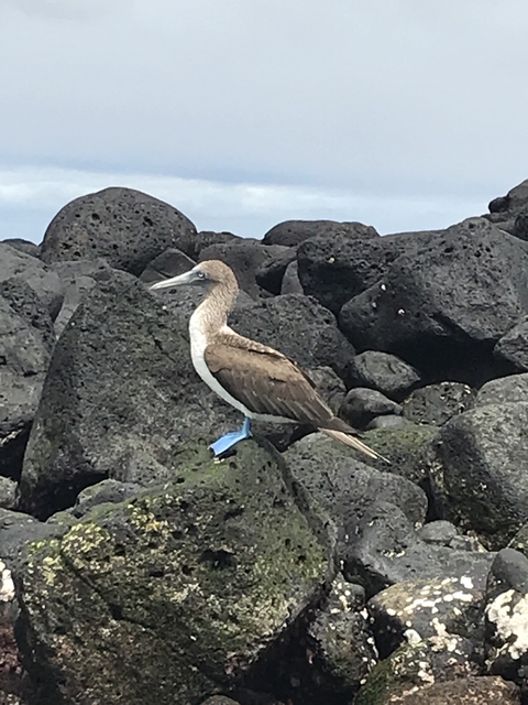       A blue-footed booby standing on rocks.
  