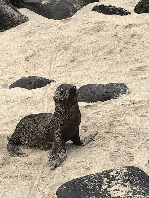       A sea lion on a sandy beach with rocks.
  