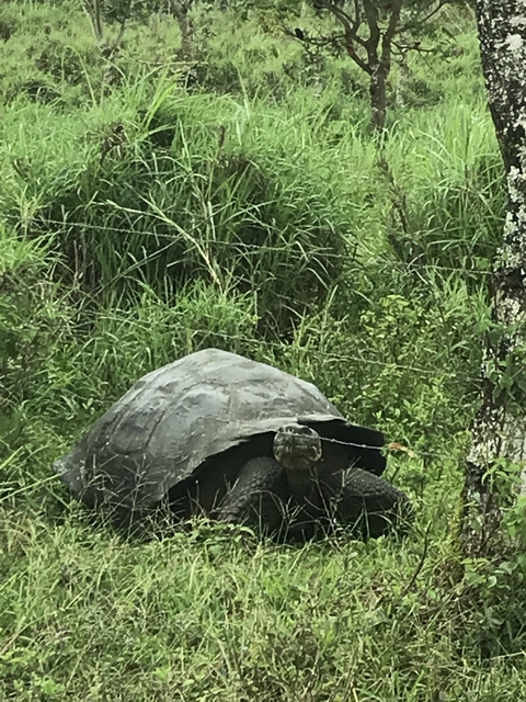       A large tortoise in a grassy area.
  