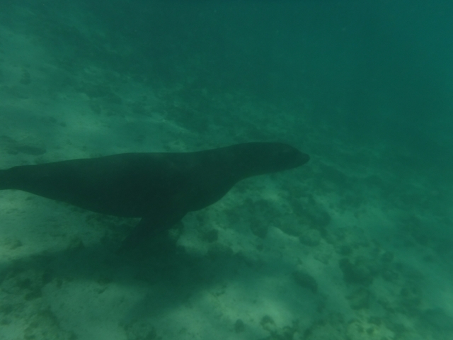       Underwater shot of a sea lion swimming.
  