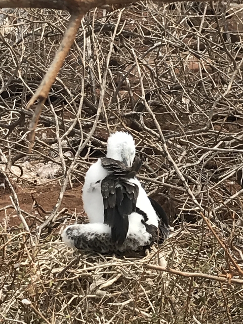       A bird preening in a natural setting.
  
