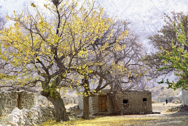       Tree with yellow leaves in a rustic village setting.
  