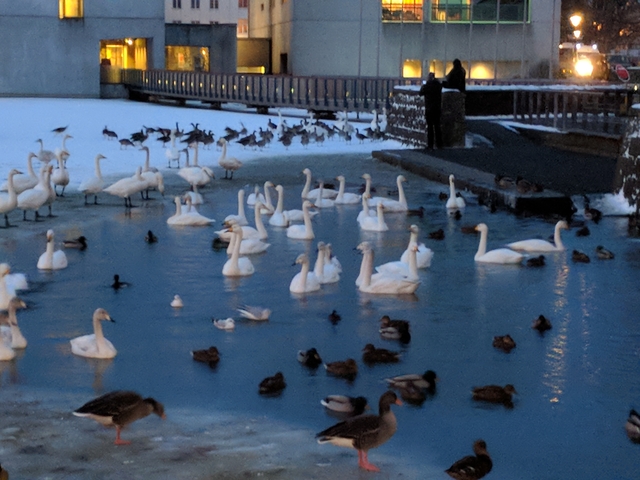       Ducks and swans on a frozen pond during twilight.
  