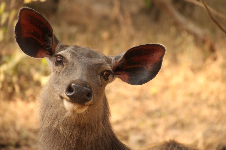 Close-up of a deer with large ears in a natural setting.