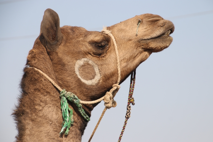 Close-up of a camel's head with decorative ropes.