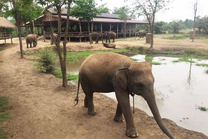 Elephants walking in a park with a building in the background.