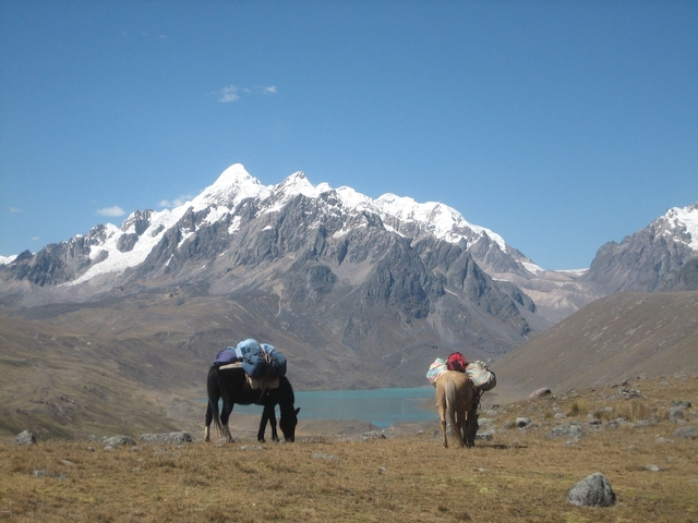 Horses with packs grazing in front of snowy mountains.