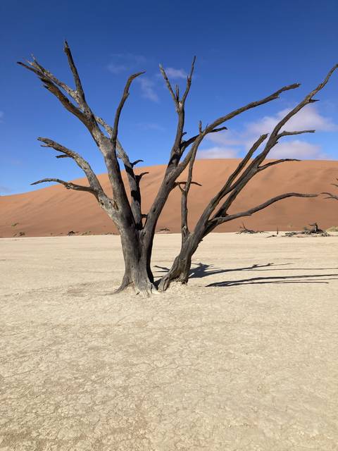       A leafless tree in a barren desert with a red sand dune.
  