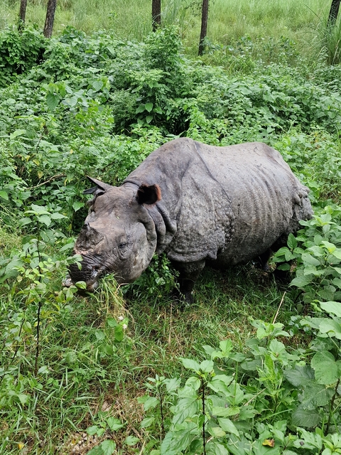 Rhinoceros grazing in dense vegetation.