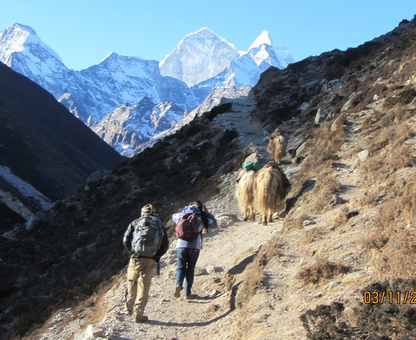       People and yaks walking on a mountainous trail.
  