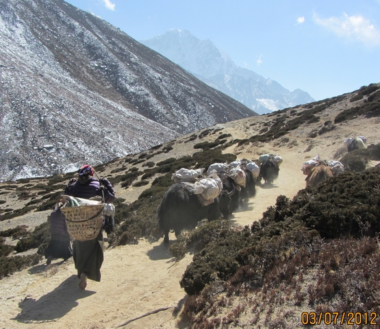       Trekking path with yaks carrying loads and people in a mountainous terrain.
  