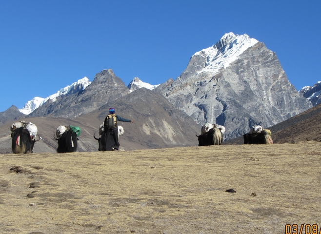       Person with yaks and mountains in the background.
  