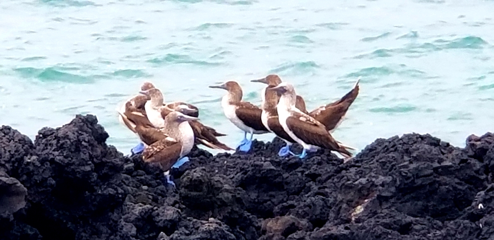 Group of blue-footed boobies on black rocks by the sea.