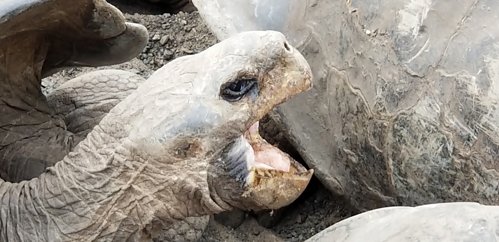       Close-up of a tortoise with its mouth open.
  