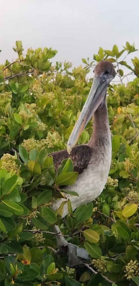       Close-up of a brown bird among green foliage.
  