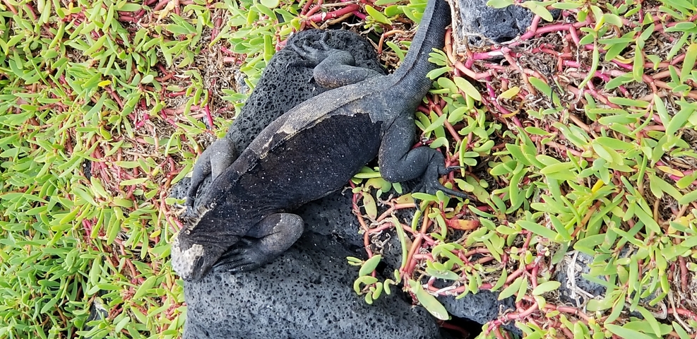 Iguana resting on black volcanic rock with green foliage.