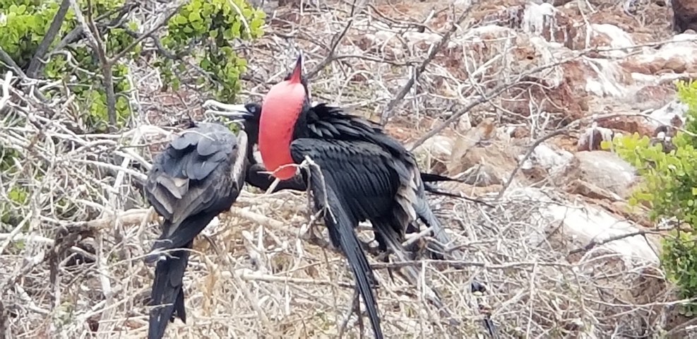       Two birds with one having an inflated red throat pouch.
  