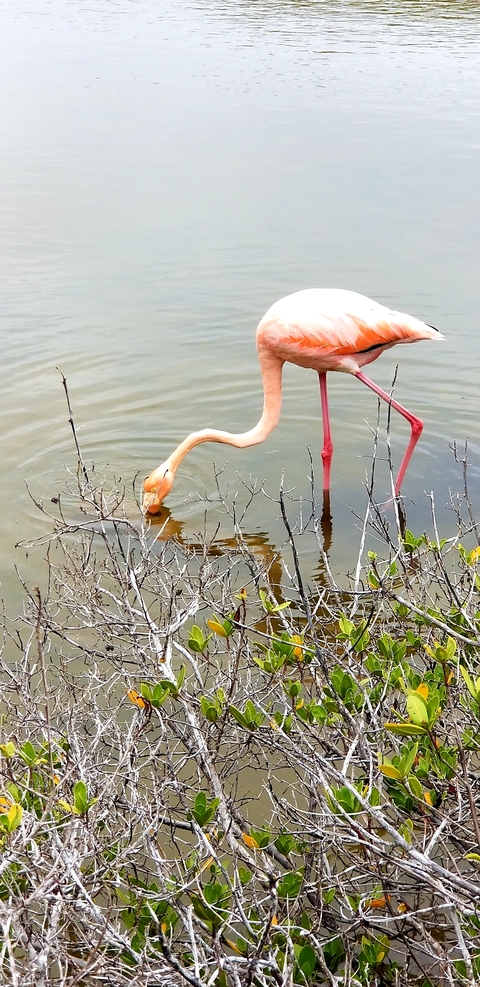 Flamingo feeding in water with reflections.