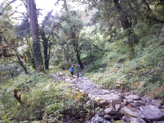       People walking on a rocky forest trail.
  