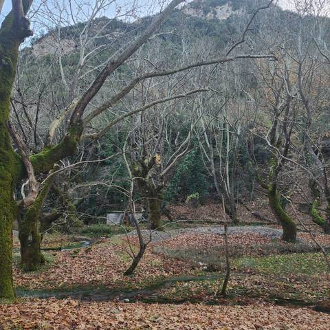 A forested area full of leafless trees.