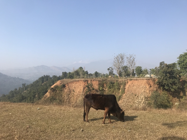       Cow grazing on a hill with mountain background.
  