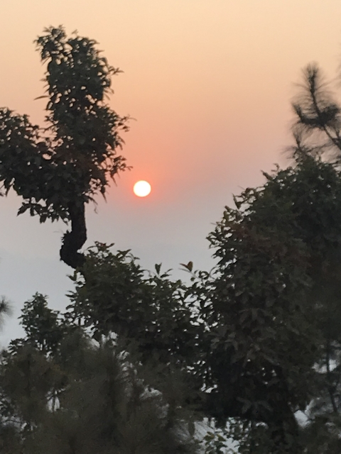       Sun setting behind trees with a silhouette.
  