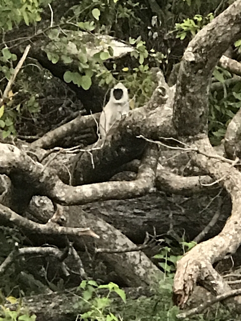 Monkey sitting on tree branches.