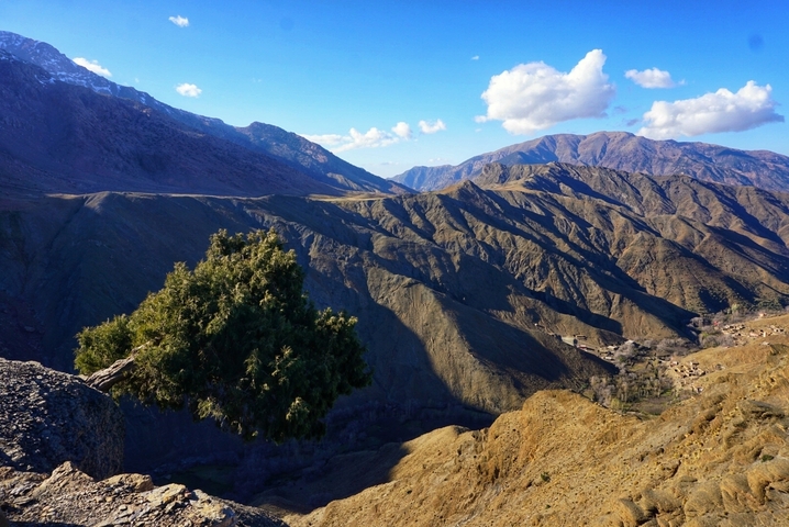       Hilly terrain with a lone tree on the slope and mountains in the distance.
  