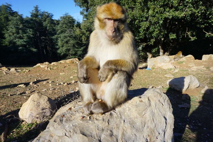 Barbary macaque sitting on a rock in nature.