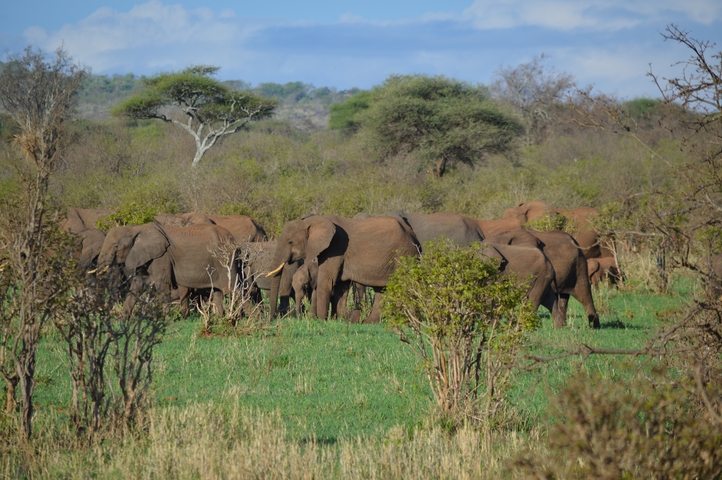       Herd of elephants in the savannah.
  