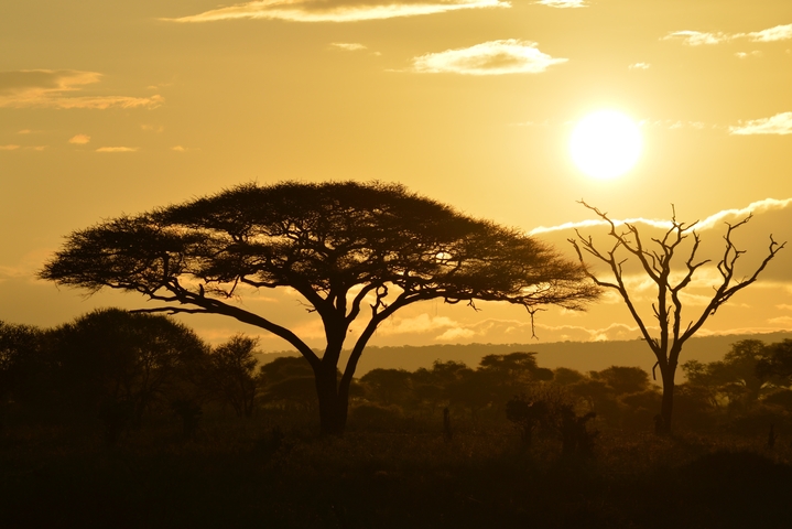      Silhouetted acacia trees at sunset.
  