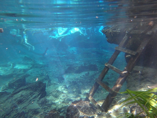 Underwater view of swimmers and a wooden ladder.