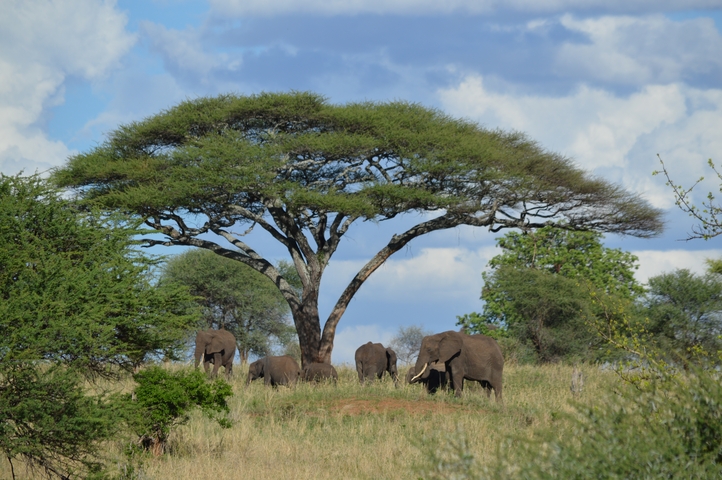       Elephants under a large tree in a grassy landscape.
  