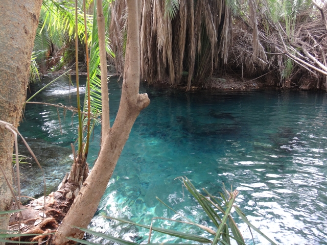 Blue water surrounded by palm trees and rocks.