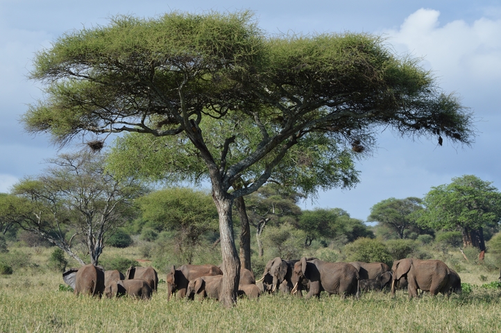       Elephants gathered under a tree.
  