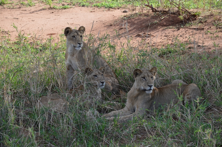       Three lions resting in the shade.
  