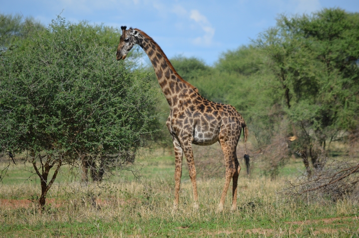       A giraffe standing next to a tree.
  