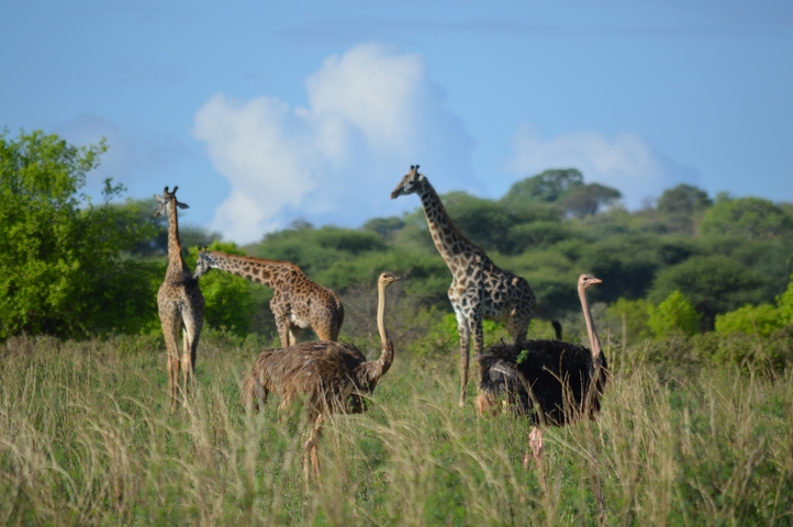       Giraffes and ostriches in a grassy landscape.
  