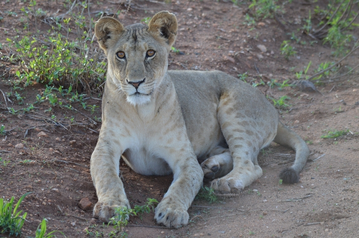A lioness lying on a dirt path.