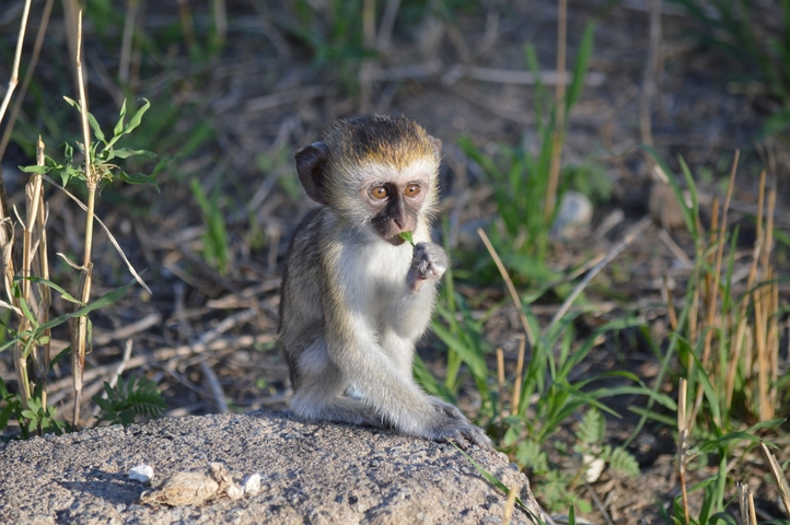 A vervet monkey sitting and eating.