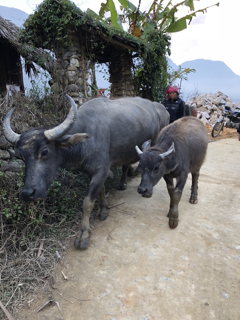 Water buffaloes walking on a dirt path.