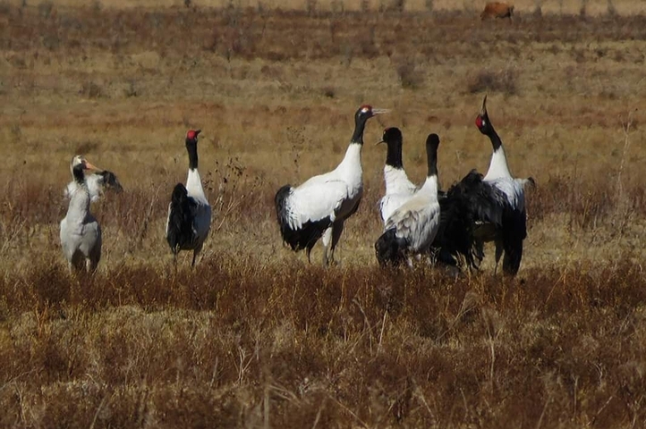 Group of black-necked cranes in a field.