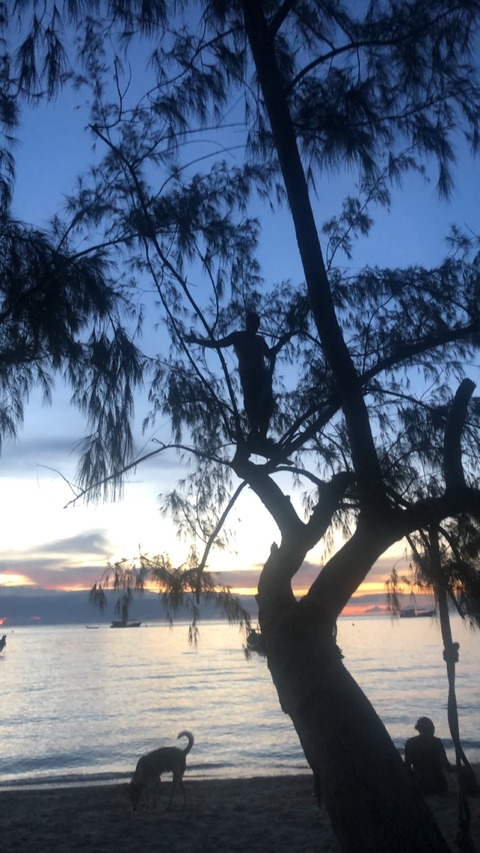 Silhouette of a person standing in a tree at dusk.